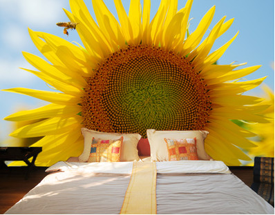 XLARGE_sunflower